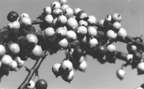 berries