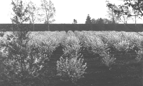 blossom