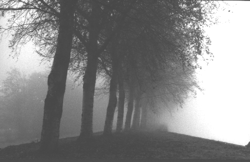 Misty morning