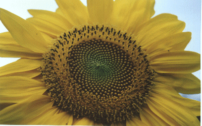 Sun flower